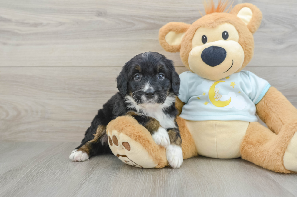 7 week old Mini Bernedoodle Puppy For Sale - Seaside Pups