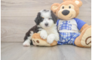 Mini Bernedoodle Puppy for Adoption