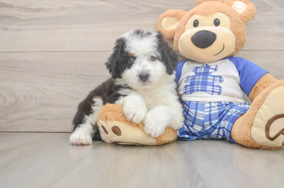5 week old Mini Bernedoodle Puppy For Sale - Seaside Pups
