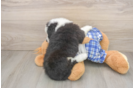 Best Mini Bernedoodle Baby
