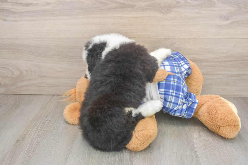 Best Mini Bernedoodle Baby