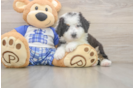 Mini Bernedoodle Puppy for Adoption