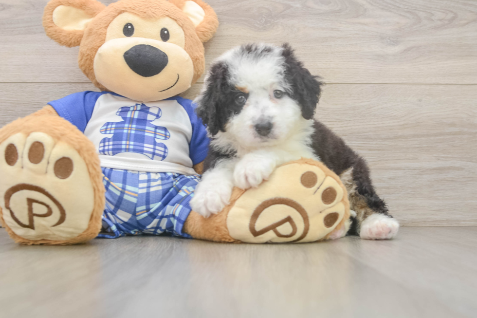 Mini Bernedoodle Puppy for Adoption
