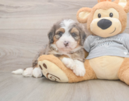 5 week old Mini Bernedoodle Puppy For Sale - Seaside Pups