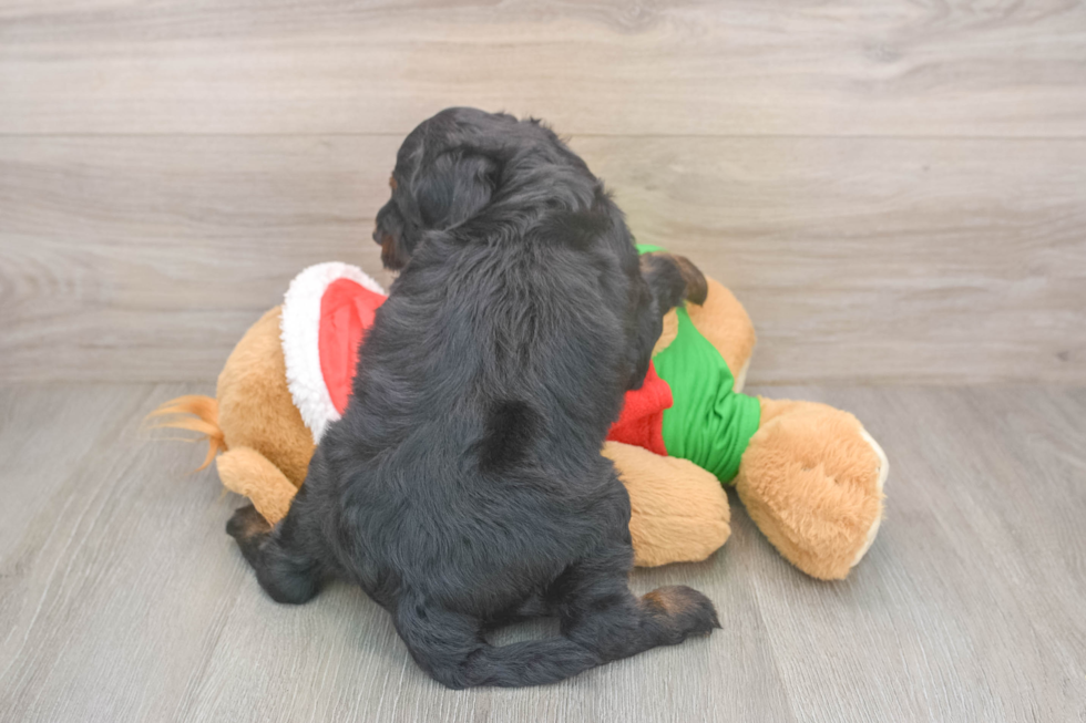 Mini Bernedoodle Puppy for Adoption