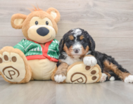 7 week old Mini Bernedoodle Puppy For Sale - Seaside Pups