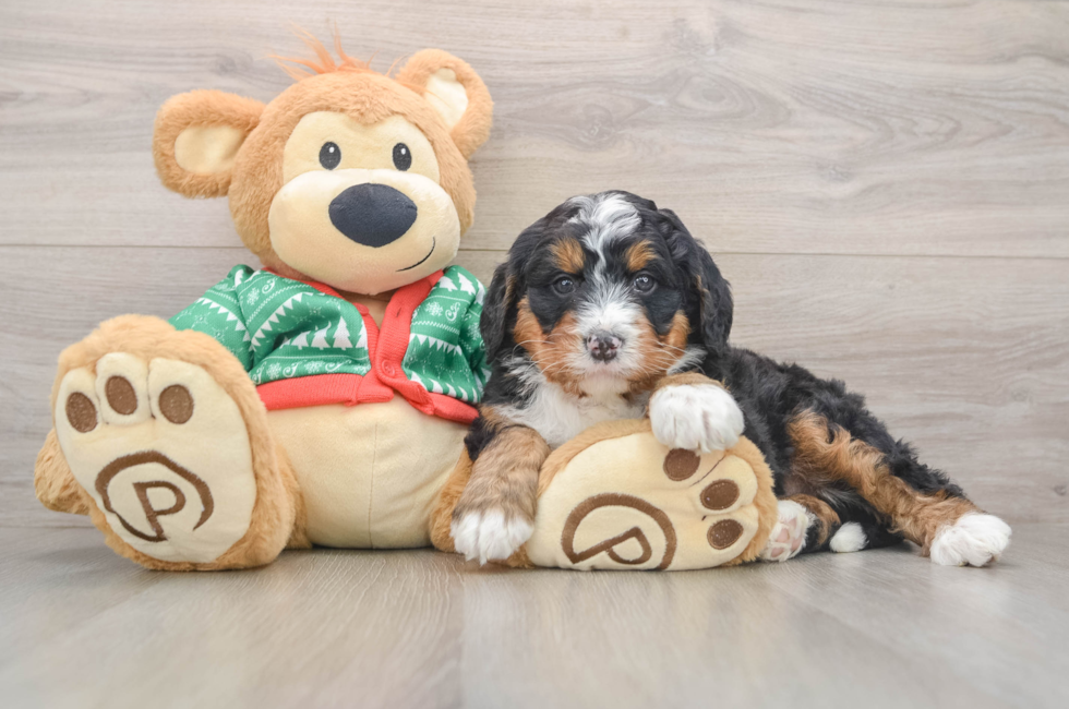 5 week old Mini Bernedoodle Puppy For Sale - Seaside Pups