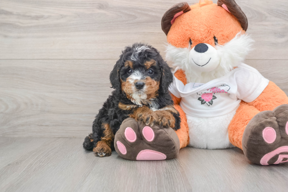 Smart Mini Bernedoodle Poodle Mix Pup