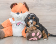 7 week old Mini Bernedoodle Puppy For Sale - Seaside Pups