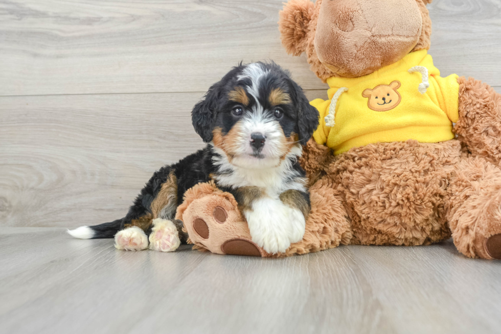 Best Mini Bernedoodle Baby