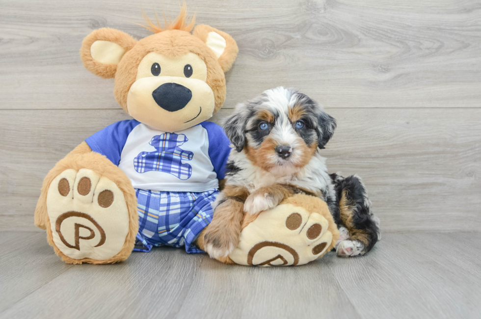 6 week old Mini Bernedoodle Puppy For Sale - Seaside Pups