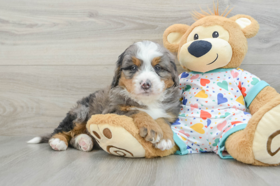 7 week old Mini Bernedoodle Puppy For Sale - Seaside Pups