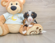 5 week old Mini Bernedoodle Puppy For Sale - Seaside Pups