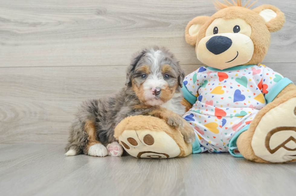 7 week old Mini Bernedoodle Puppy For Sale - Seaside Pups