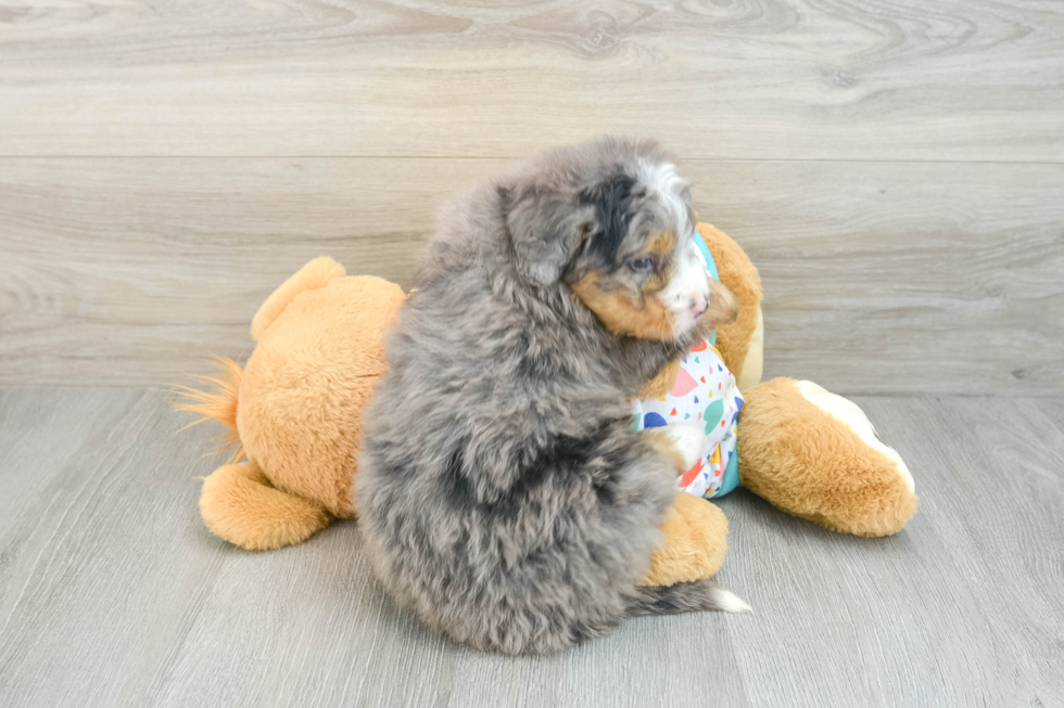 Sweet Mini Bernedoodle Baby