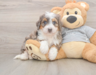 5 week old Mini Bernedoodle Puppy For Sale - Seaside Pups
