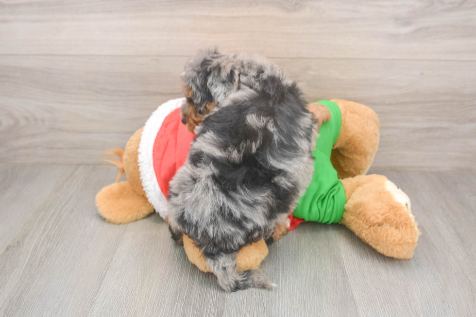 Friendly Mini Bernedoodle Baby