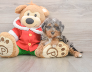 6 week old Mini Bernedoodle Puppy For Sale - Seaside Pups