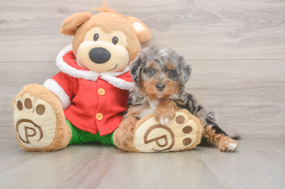 6 week old Mini Bernedoodle Puppy For Sale - Seaside Pups