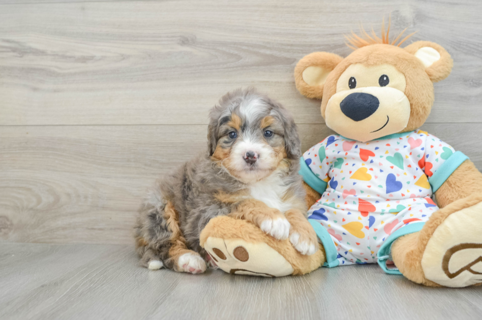 7 week old Mini Bernedoodle Puppy For Sale - Seaside Pups