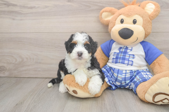 Popular Mini Bernedoodle Poodle Mix Pup