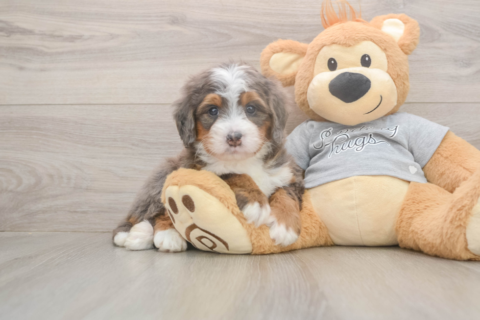 Smart Mini Bernedoodle Poodle Mix Pup