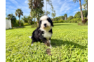 Best Mini Bernedoodle Baby