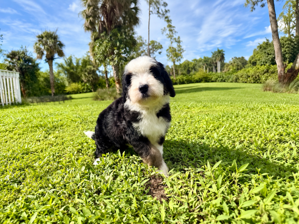 Best Mini Bernedoodle Baby