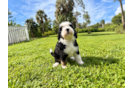 Cute Mini Bernese Poodle Poodle Mix Puppy