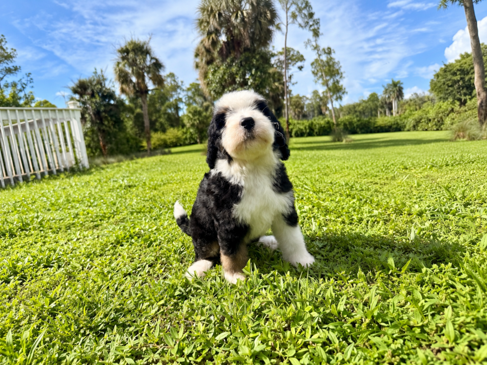Cute Mini Bernese Poodle Poodle Mix Puppy