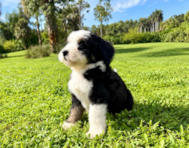 8 week old Mini Bernedoodle Puppy For Sale - Seaside Pups
