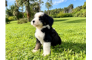 Mini Bernedoodle Puppy for Adoption