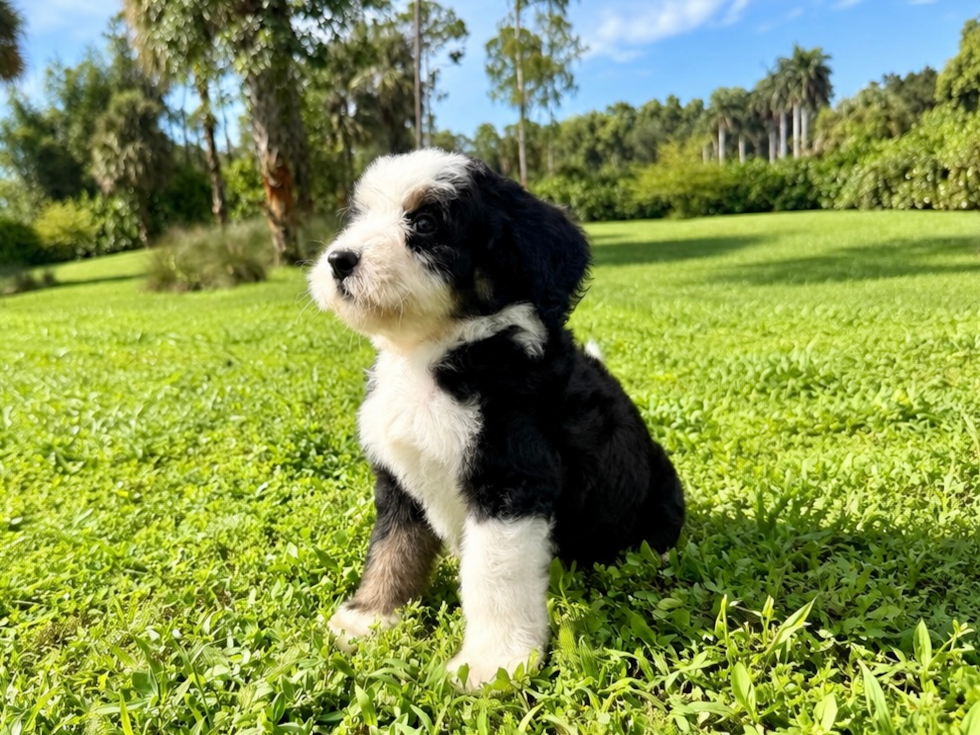 Mini Bernedoodle Puppy for Adoption