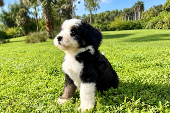 Mini Bernedoodle Puppy for Adoption