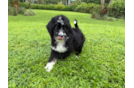 Cute Mini Bernesepoo Poodle Mix Puppy