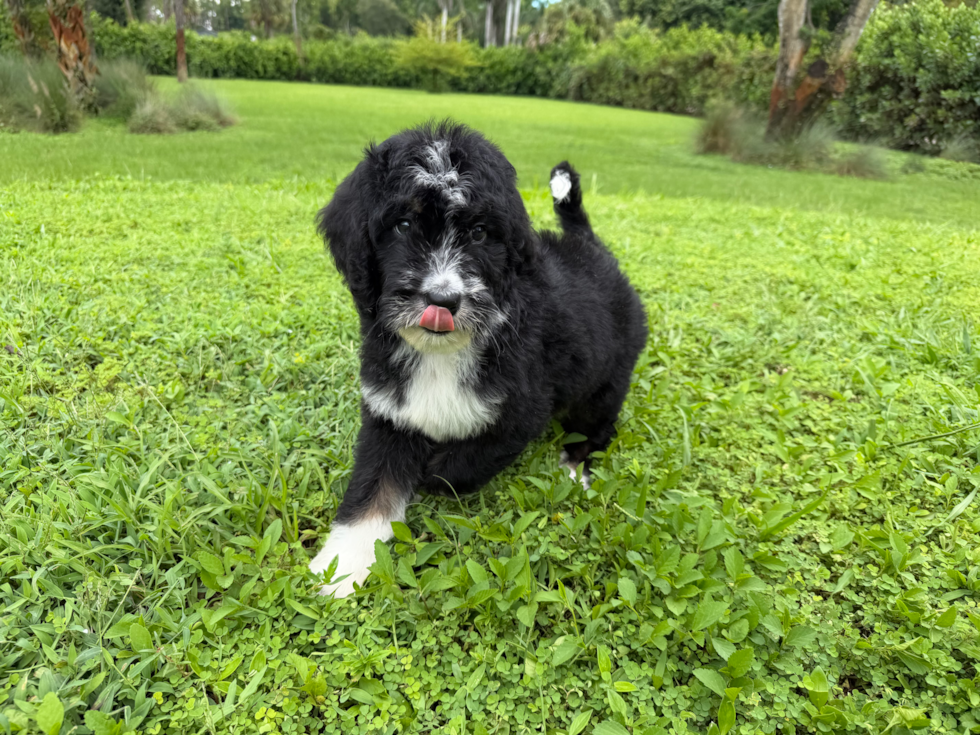Cute Mini Bernesepoo Poodle Mix Puppy