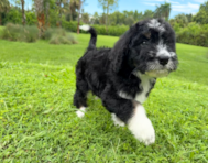 9 week old Mini Bernedoodle Puppy For Sale - Seaside Pups