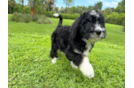 Best Mini Bernedoodle Baby