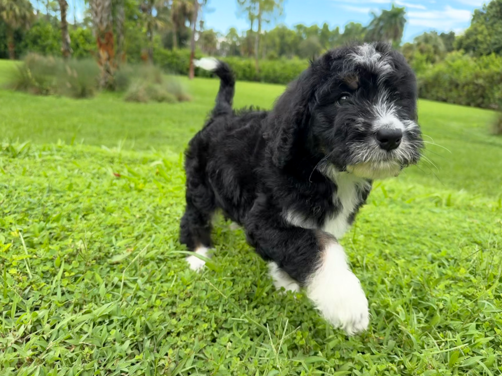 Best Mini Bernedoodle Baby