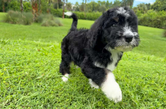 Mini Bernedoodle Puppy for Adoption