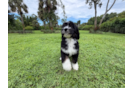 Cute Mini Bernedoodle Poodle Mix Pup