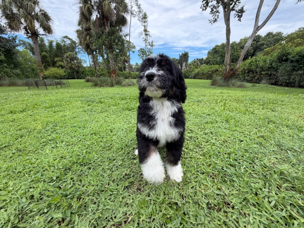 Cute Mini Bernedoodle Poodle Mix Pup