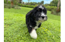 Cute Mini Bernedoodle Baby