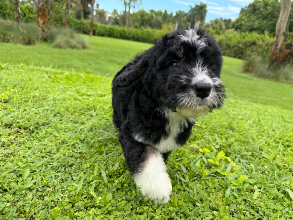 Cute Mini Bernedoodle Baby