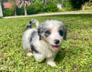 12 week old Mini Bernedoodle Puppy For Sale - Seaside Pups