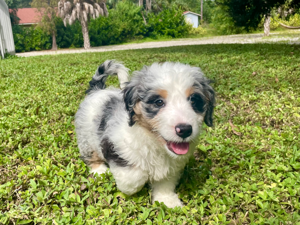 Cute Bernadoodle Poodle Mix Puppy