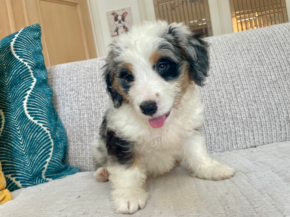 Best Mini Bernedoodle Baby