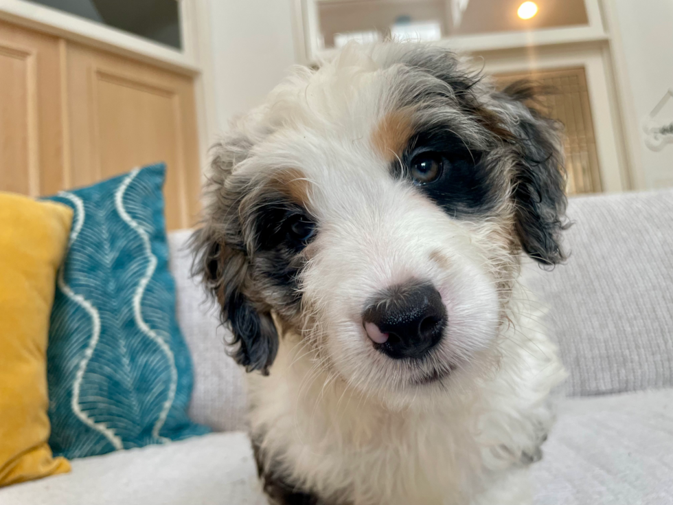 Cute Mini Bernesepoo Poodle Mix Puppy