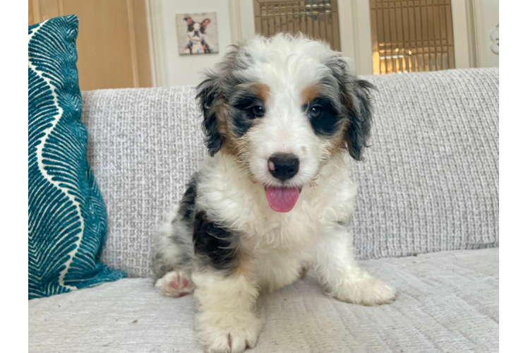 Cute Mini Bernadoodle Poodle Mix Puppy