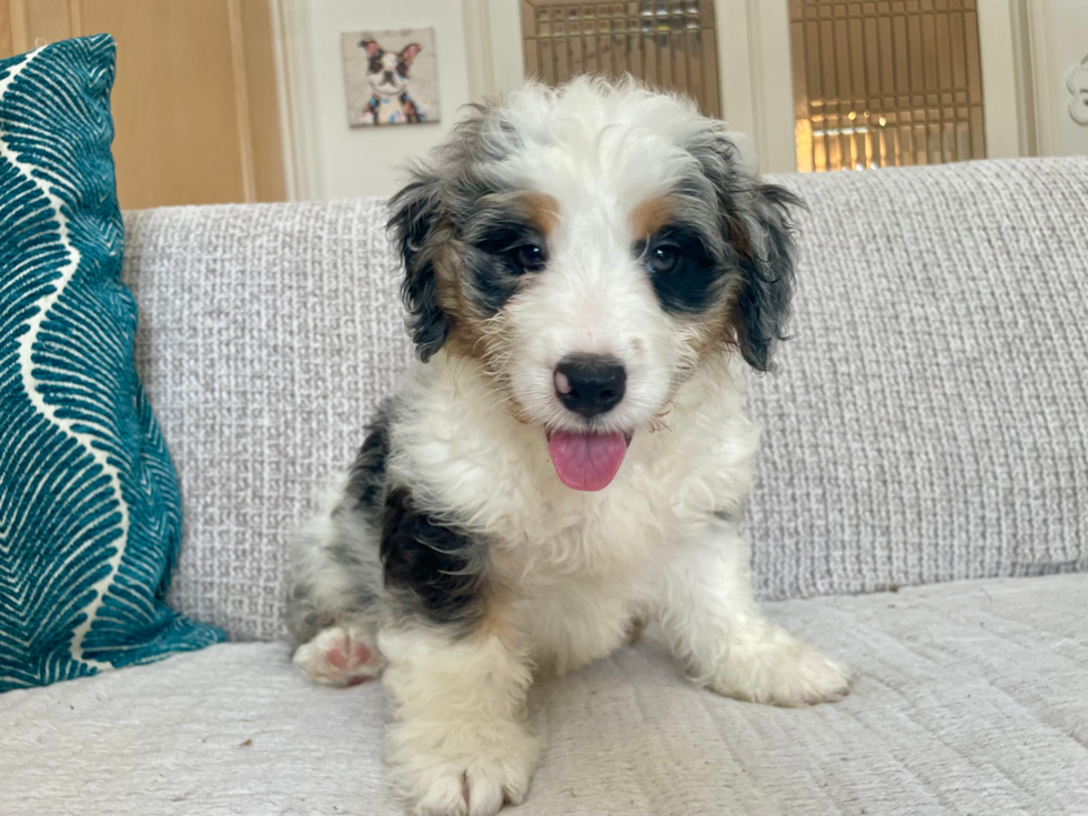 Cute Mini Bernadoodle Poodle Mix Puppy